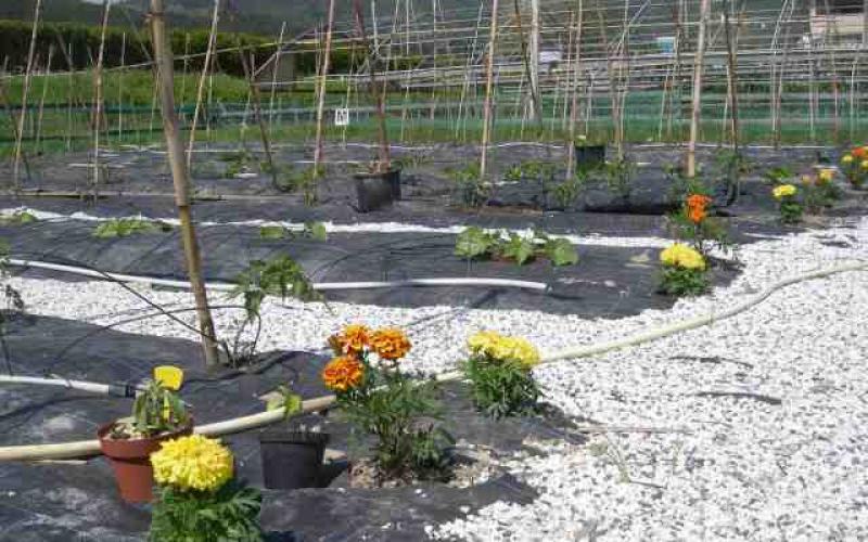 Farmhouse Ameglia, the vegetable garden